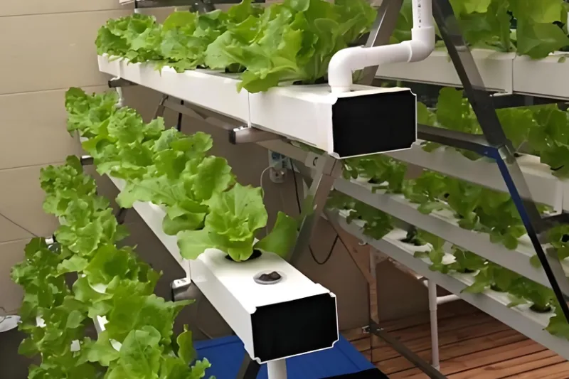 Rows of leafy green vegetables growing in a hydroponic system indoors