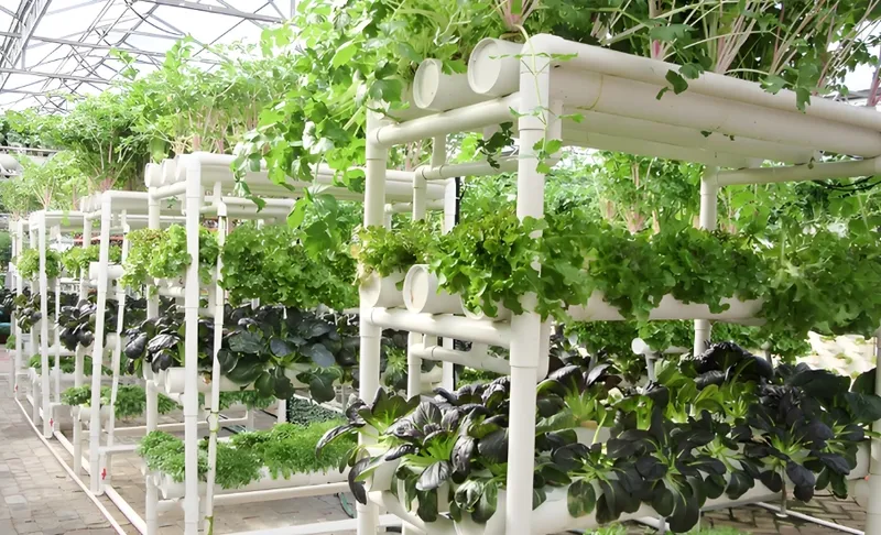 A greenhouse interior showing vertical hydroponic systems with various leafy greens and herbs growing