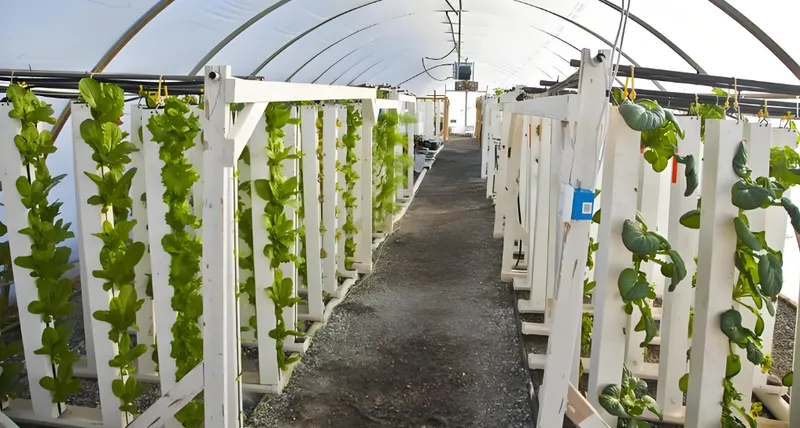 Interior view of a hydroponic greenhouse with vertical plant rows under a white tented structure