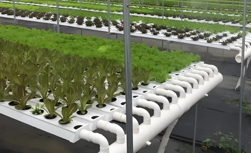 A hydroponic greenhouse with rows of leafy greens growing in nutrient-rich water