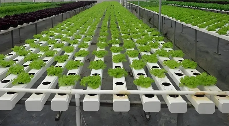 Rows of green lettuce plants growing in a hydroponic farm setup