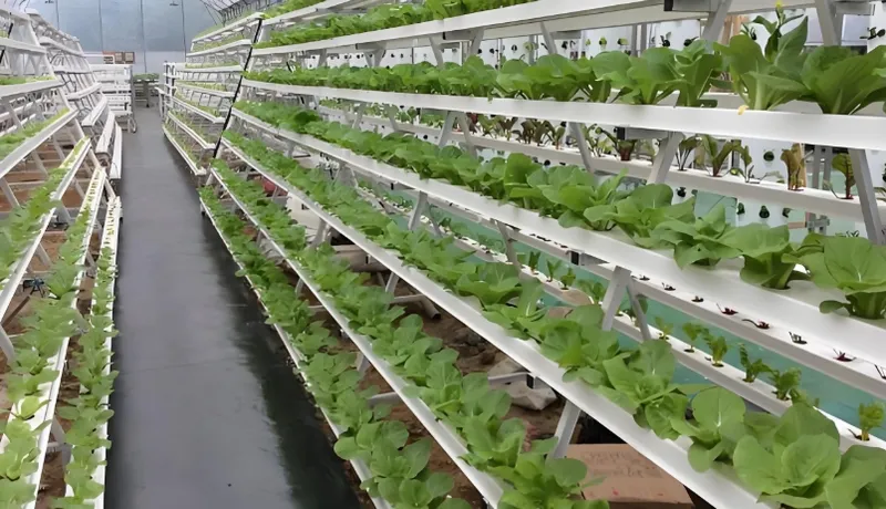 Rows of leafy green plants growing in a large-scale hydroponic farm