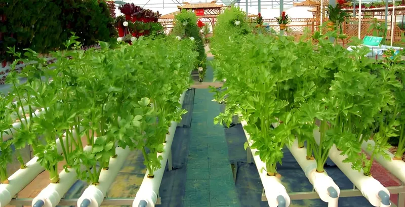 A vibrant hydroponic farm with lush green plants growing in rows of white pipes, surrounded by a garden setting
