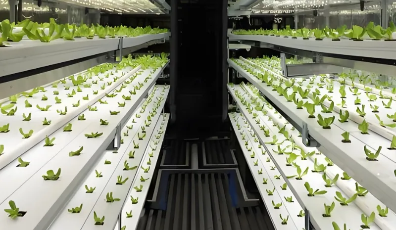 View of an indoor vertical farm with rows of young plants growing under LED lights