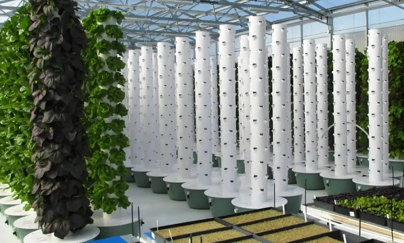 An image of vertical farming with several white towers used for growing plants inside a greenhouse