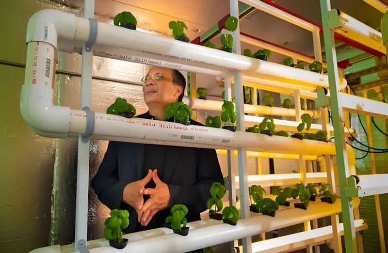 A person observing plants growing in a vertical hydroponic system