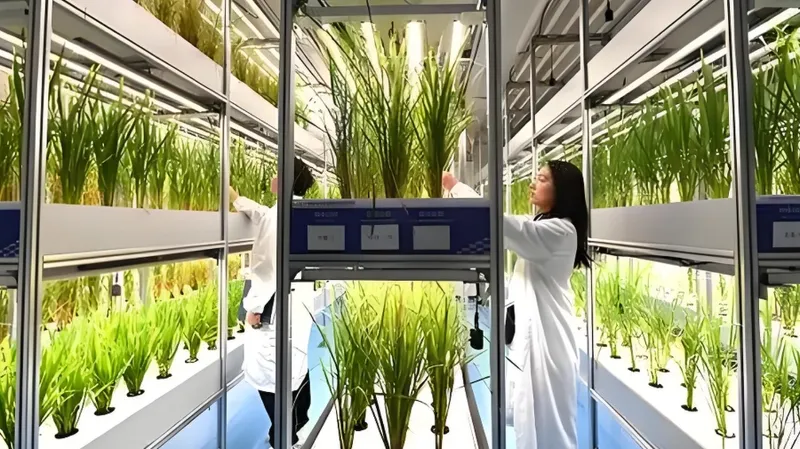 Researchers working in a vertical farming facility with plants on multiple levels